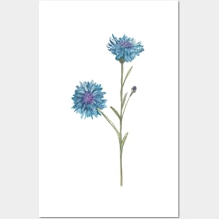 Cornflower Posters and Art